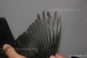 CZEP26-201 y