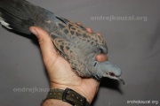CZEP26-202 z