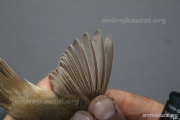 CZEP26-206 y