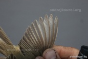 CZEP26-208 y