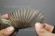 CZEP26-225 c1
