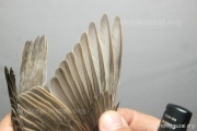 CZEP26-229 y