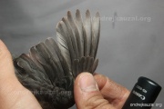 CZEP26-232 y